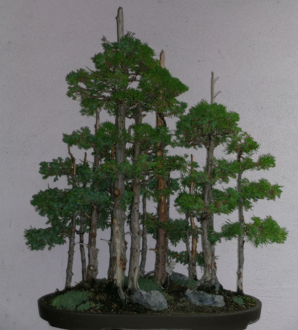 Needle juniper-DC