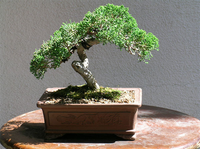 Shimpaku juniper