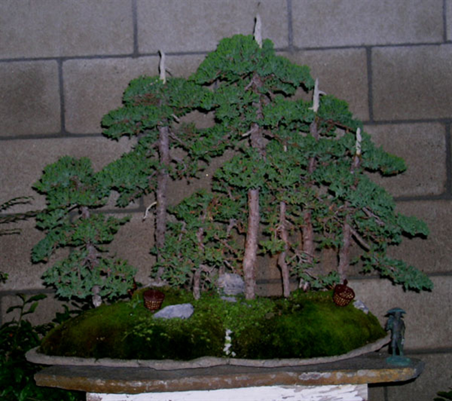 Nana juniper