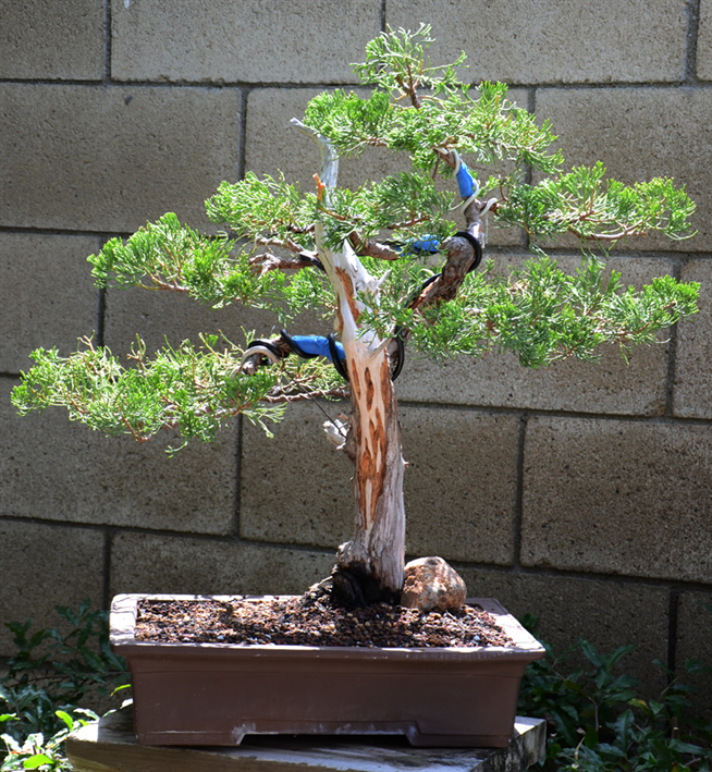 Hollywood Juniper