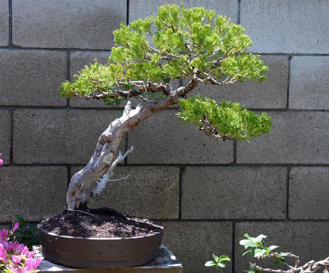 Hollywood Juniper