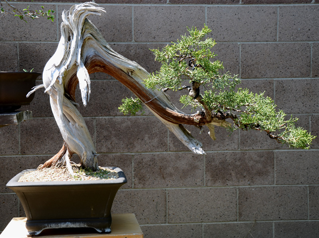 California Juniper