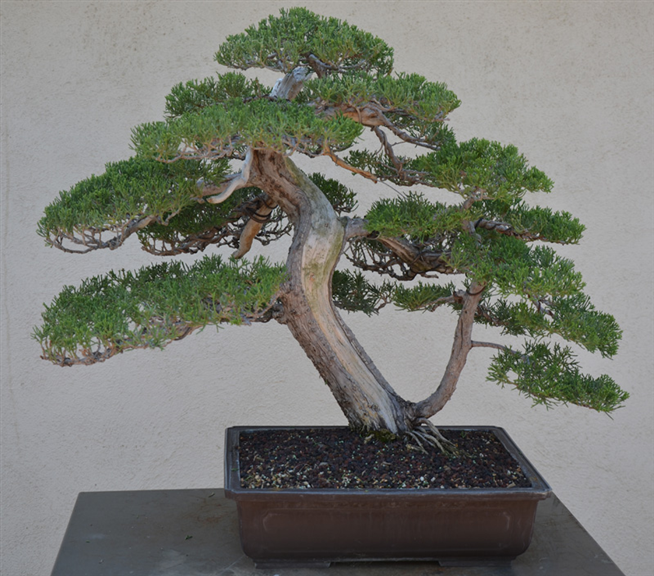 Prostrate Juniper