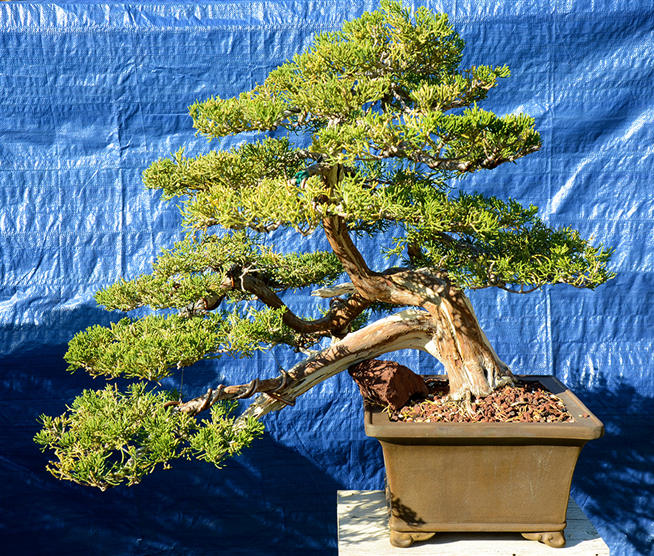 Prostrate juniper