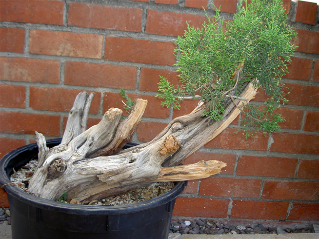 California Juniper