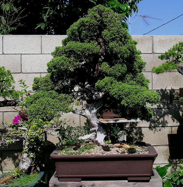 Bonsai Sales Evergreen Trees