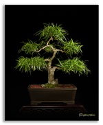 Bonsai Gallery Image