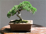 Shimpaku juniper