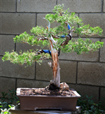 Hollywood Juniper