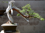 California Juniper