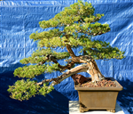 Prostrate juniper