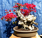 Bougainvillea