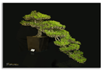 Bonsai Gallery Image