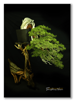 Bonsai Gallery Image