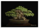 Bonsai Gallery Image