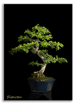 Bonsai Gallery Image