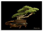 Bonsai Gallery Image