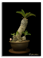 Bonsai Gallery Image