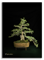 Bonsai Gallery Image