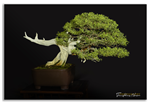 Bonsai Gallery Image