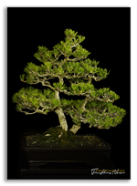 Bonsai Gallery Image