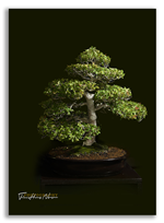 Bonsai Gallery Image