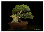 Bonsai Gallery Image