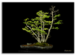 Bonsai Gallery Image