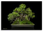 Bonsai Gallery Image