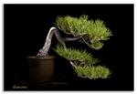 Bonsai Gallery Image