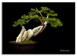 Bonsai Gallery Image