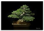 Bonsai Gallery Image