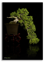 Bonsai Gallery Image