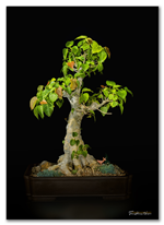 Bonsai Gallery Image