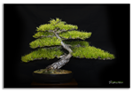 Bonsai Gallery Image