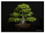 Bonsai Gallery Image