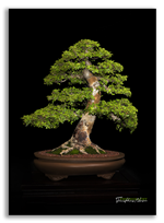 Bonsai Gallery Image