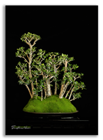 Bonsai Gallery Image