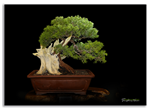 Bonsai Gallery Image