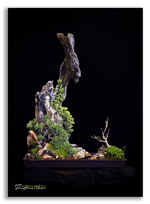 Bonsai Gallery Image