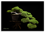 Bonsai Gallery Image