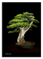 Bonsai Gallery Image