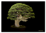 Bonsai Gallery Image