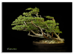 Bonsai Gallery Image