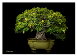 Bonsai Gallery Image